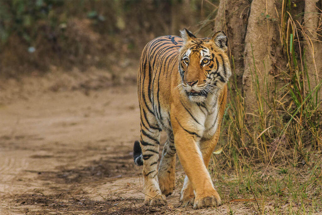 Bengal-Tiger_Corbett_Uttarakhand_Dec-2013