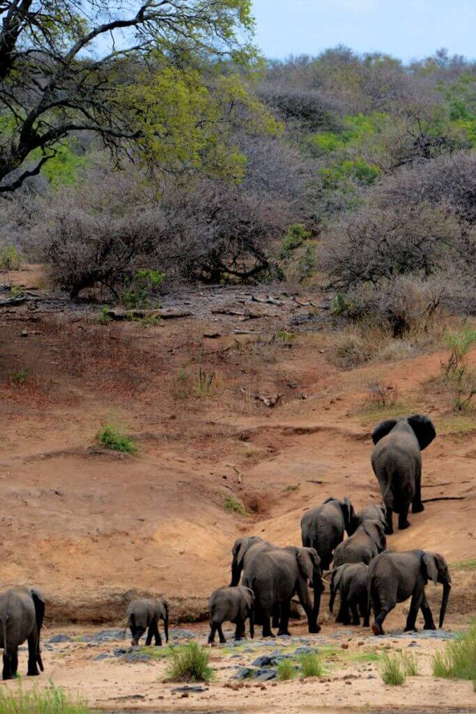 A herd of African elephants walking through Kruger National Park, South Africa.